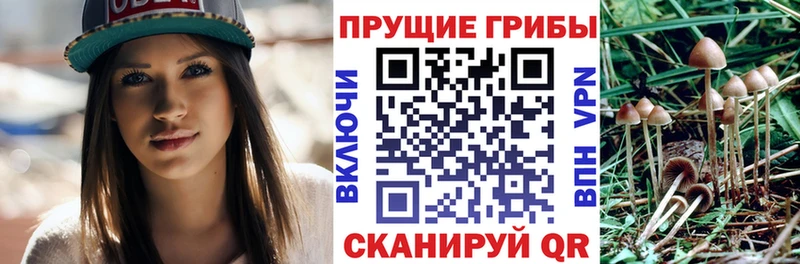 МЕГА ТОР  закладка  Каргат  Галлюциногенные грибы Psilocybe 